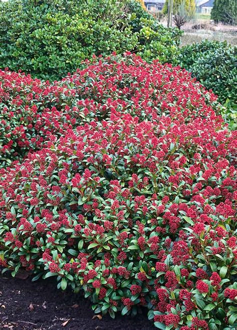 Skimmia Japonica Rubinetta Bloem Skimmia Plantbezorgd