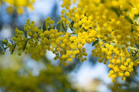 żółte Kwiaty Australijskiej Acacia Cultriformis Obraz Stock Obraz