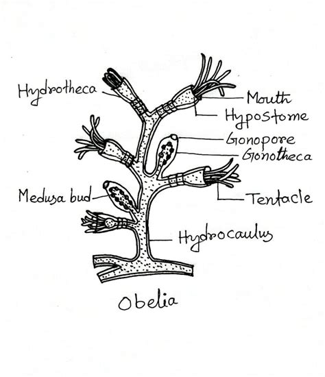 Obelia Medusa Diagram