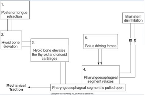 Anatomy And Physiology Of Normal Swallowing Phases Neural Control