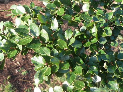 Nothofagus Menziesii Friends Of Belfast Botanic Gardens