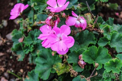 Una Planta De Hojas Rosas En Un Bosque De Arboles De Hojas Verdes