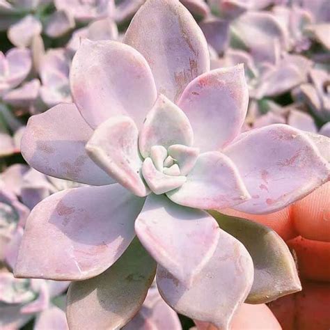 How To Grow Graptopetalum Paraguayense Ghost Plant Guridio