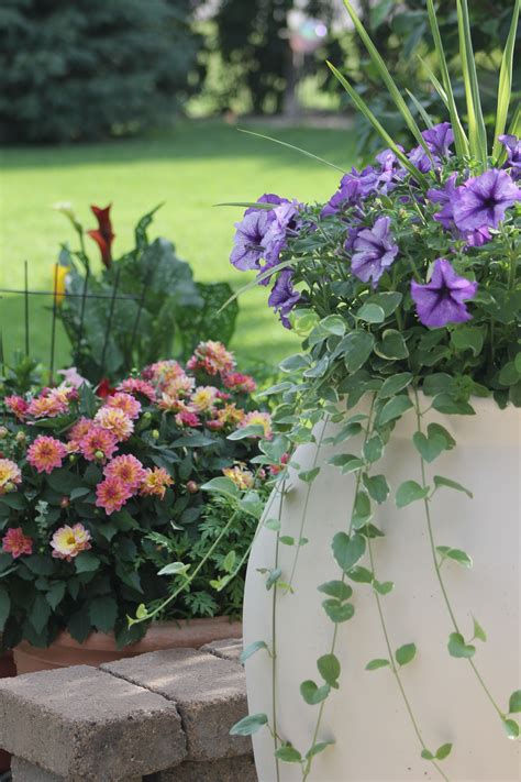 Container Gardeningpetunias Vinca Vine Dahlias And Calla Lilys