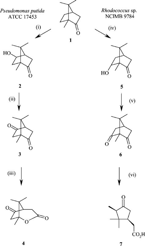 Partial Pathways For Degradation Of 1r Camphor By P Putida Atcc