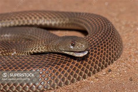 King Brown Snake Or Mulga Pseudechis Australia Large Dangerous Elapid