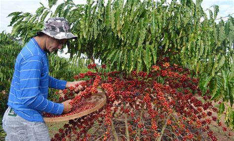 Agronegócio café é responsável pela geração de mais de 500 mil empregos