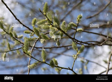 Goat Or Pussy Willow Salix Caprea Female Catkins Maturing Dioescious Tree Berkshire March