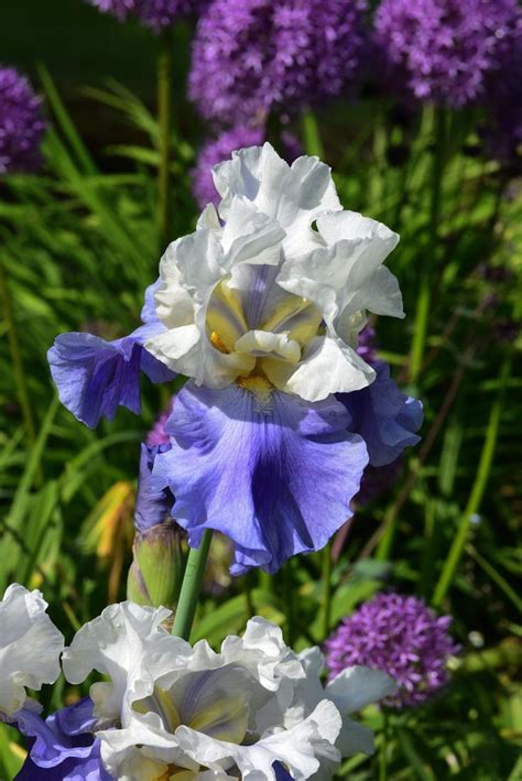 Photo Of The Bloom Of Tall Bearded Iris Iris Stairway To Heaven In