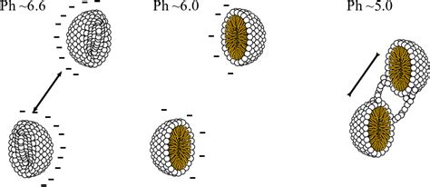 Illustration Of The Casein Micelles Protein During Milk