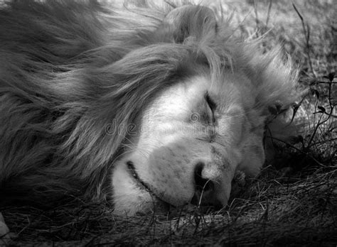 Le Lion Blanc Est Une Mutation Rare De Couleur Du Lion Photo Stock