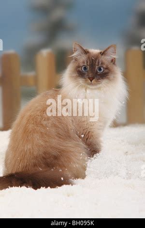 Neva Masquarade Blue Tabby Point White Siberian Forest Cat Neva