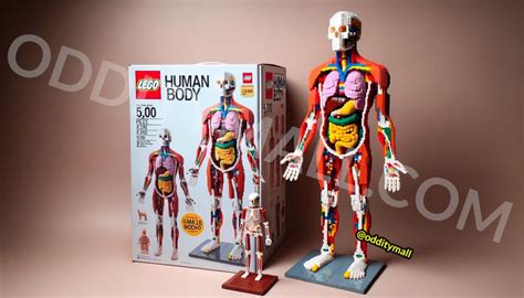 This Human Body Lego Set is the Perfect Blend of Educational and ...