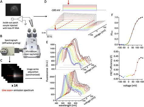 Fig. S2. Spectral-FRET recording from BK channels in membrane patches ... 