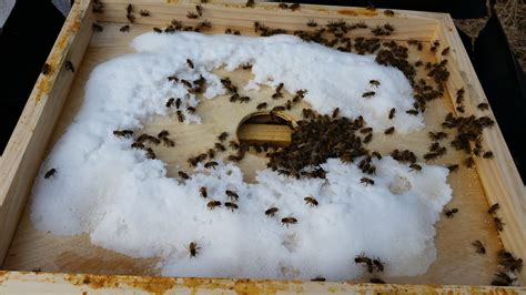 Feeding honey bees in the winter. – Rockland Honey