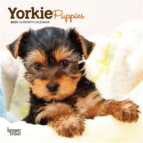 Yorkshire Terrier Puppies 2023 Wall Calendar | ubicaciondepersonas.cdmx ...