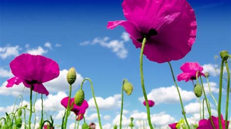 Pink Poppies HD Wallpaper - WallpaperFX