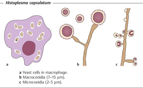 Histoplasmosis Map