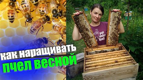 Как работать с пчелами после облета, для быстрого наращивания объёма ...