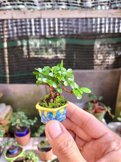 Pin on Bonsai siêu mini ( super mini bonsai )