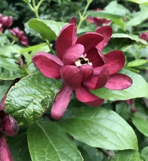 Каликант – купить, цена 1 руб., продано 1 октября 2020 – Растения и семена