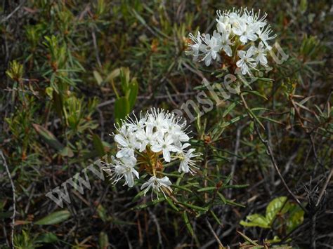 Багульник болотный — Ledum palustre L. / dv-genshen.ru
