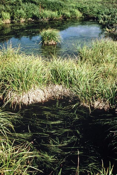 Muskeg stock photo. Image of pond, tussuks, water, grass - 203937298