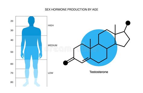 Testosterone level chart stock vector. Illustration of body - 236480287