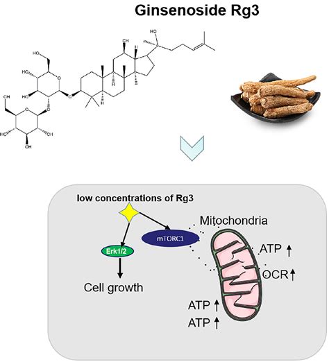 Frontiers Ginsenoside Rg3 Promotes Cell Growth Through Activation Of