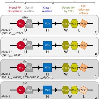Depiction of the engineered yeast platform for production of carnosic ... 