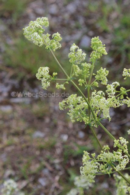 Galium Mollugo Wiesen Labkraut Saatgut Samen Heilpflanzen Und Kr Uter