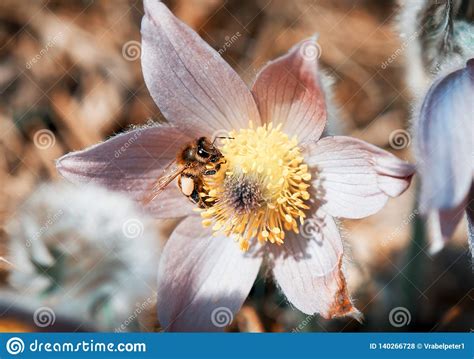 A Abelha Pequena Poliniza A Flor Do Pulsatilla Foto De Stock Imagem