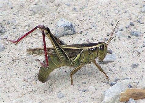 Melanoplus Grasshoppers Redux Field Station