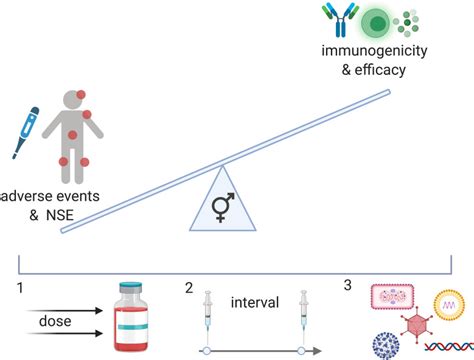 Sex Differences In Immunity Implications For The Development Of Novel Vaccines Against Emerging