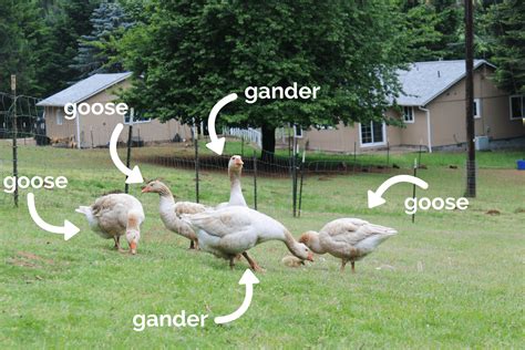 How To Tell The Gender Of Your Goose Or Gander Bramblewood Hill