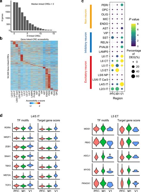 Transcriptional Regulation Of The Cell Type Specific And Area Specific