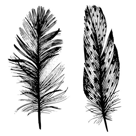 A Set Of Feathers Stock Vector Roman Sher