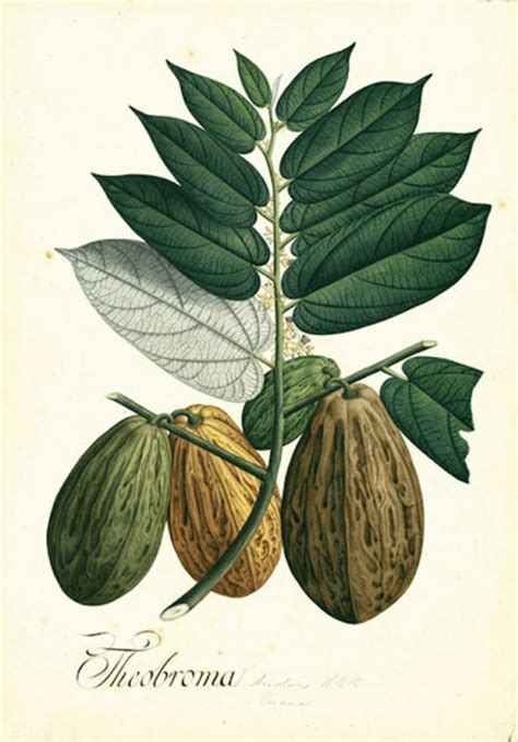 Theobroma Bicolor Google Search Nature Drawing Plant Drawing