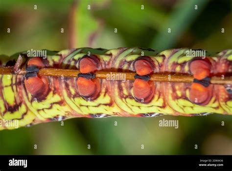 The Prolegs And Feet Of A Banded Sphinx Eumorpha Fasciatus