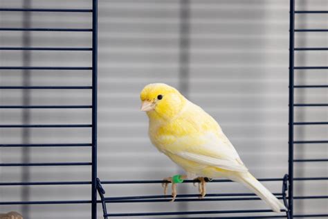 "Yellow Canary Bird" Images – Browse 94 Stock Photos, Vectors, and ...