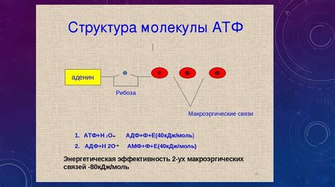 Молекула атф картинки (48 фото)
