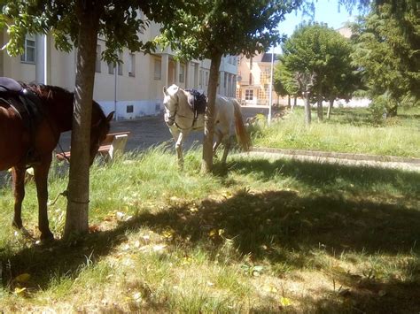 Cs Pide Atenci N Para Los Espacios Verdes De Cubillos Del Sil