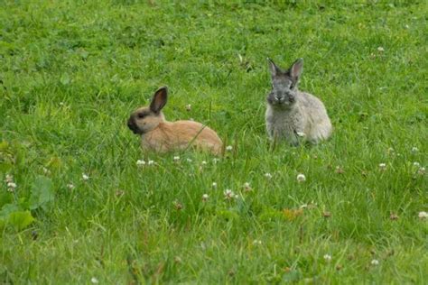 The History and Origins of the European Rabbit - Unclearer