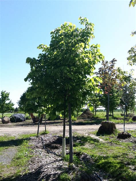 Tilia Cordata Glenleven Tilleul à Petites Feuilles Glenleven Les