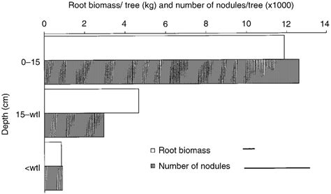 Root Mass And Number Of Nodules Per Tree Of P Officinalis Depending On