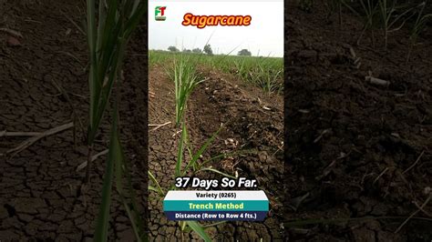 Sugarcane Farming With Trench Method Sugarcane Variety 0265 Shorts