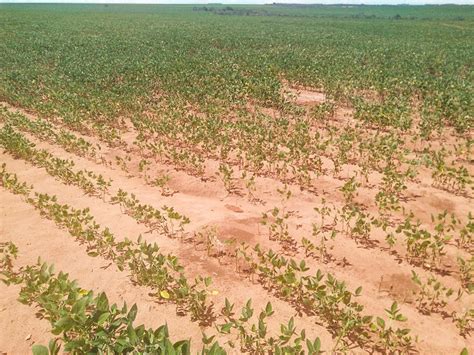 Estiagem Causa Perdas De Em Lavouras De Soja Do Rio Grande Do Sul