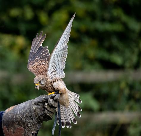 Kestrel Bird Flight - Free photo on Pixabay - Pixabay