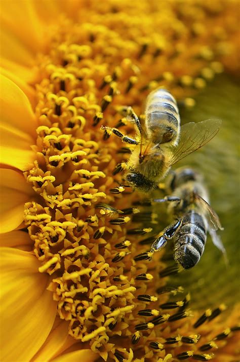 What Do Honeybees Do And How YOU Can Protect Them
