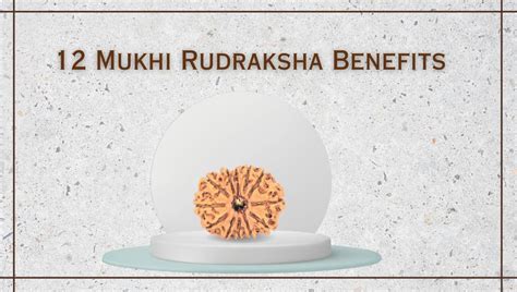 12 Mukhi Rudraksha Benefits Power Uses And Significance